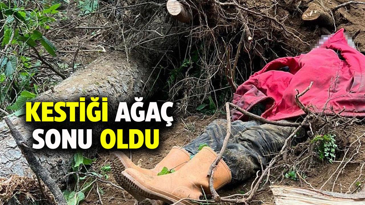 Kestiği ağaç sonu oldu