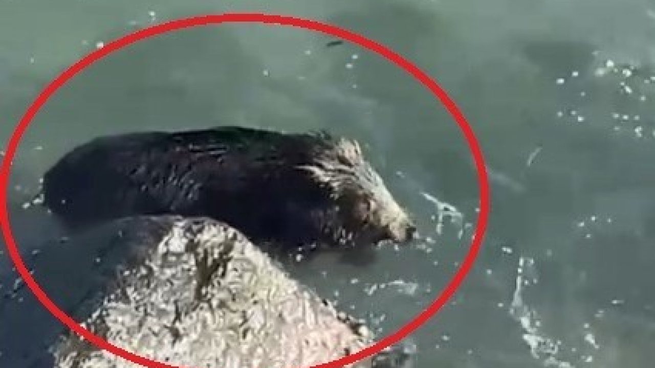 Ordu’da denizde yaban domuzu görüntülendi