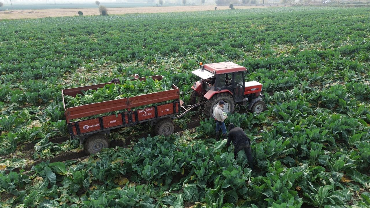 Samsun Bafra Ovası'nda karnabahar hasadı başladı