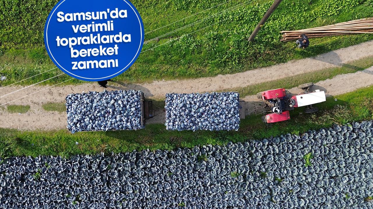 Samsun Bafra Ovası'nda kırmızı lahana hasadı