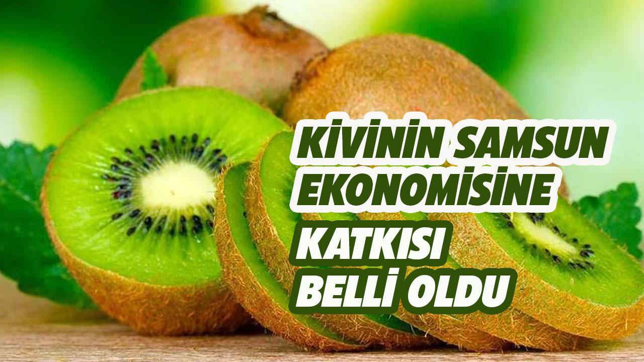 Samsun ekonomisine kivi katkısı! Kivi Samsun ekonomisine ne kadar katkı sağlıyor?
