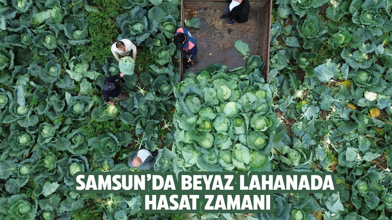 Samsun'da beyaz lahana hasadı başladı