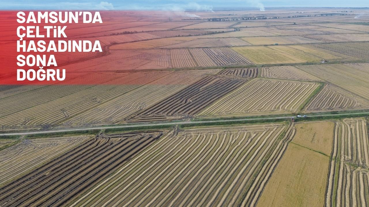 Samsun'da çeltik hasadında sona gelindi