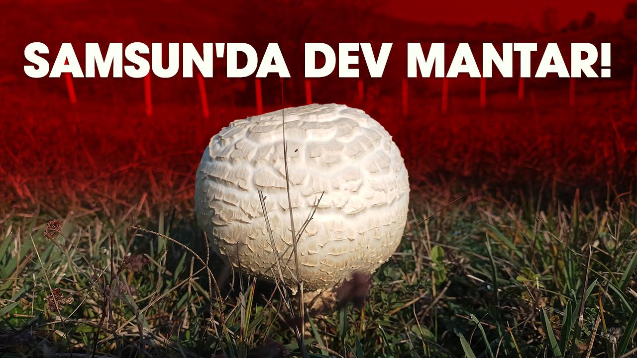 Samsun'da dev mantar! Görenler şaşkına döndü