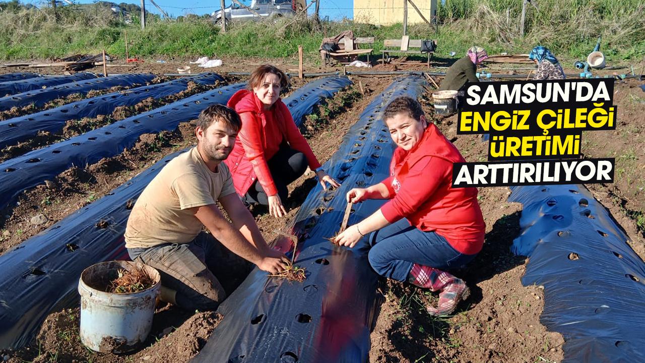 Samsun'da Engiz çileği üretimi arttırılıyor