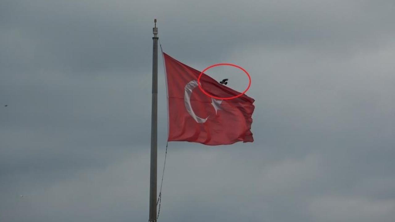 Samsun'da Karganın Türk bayrağı inadı