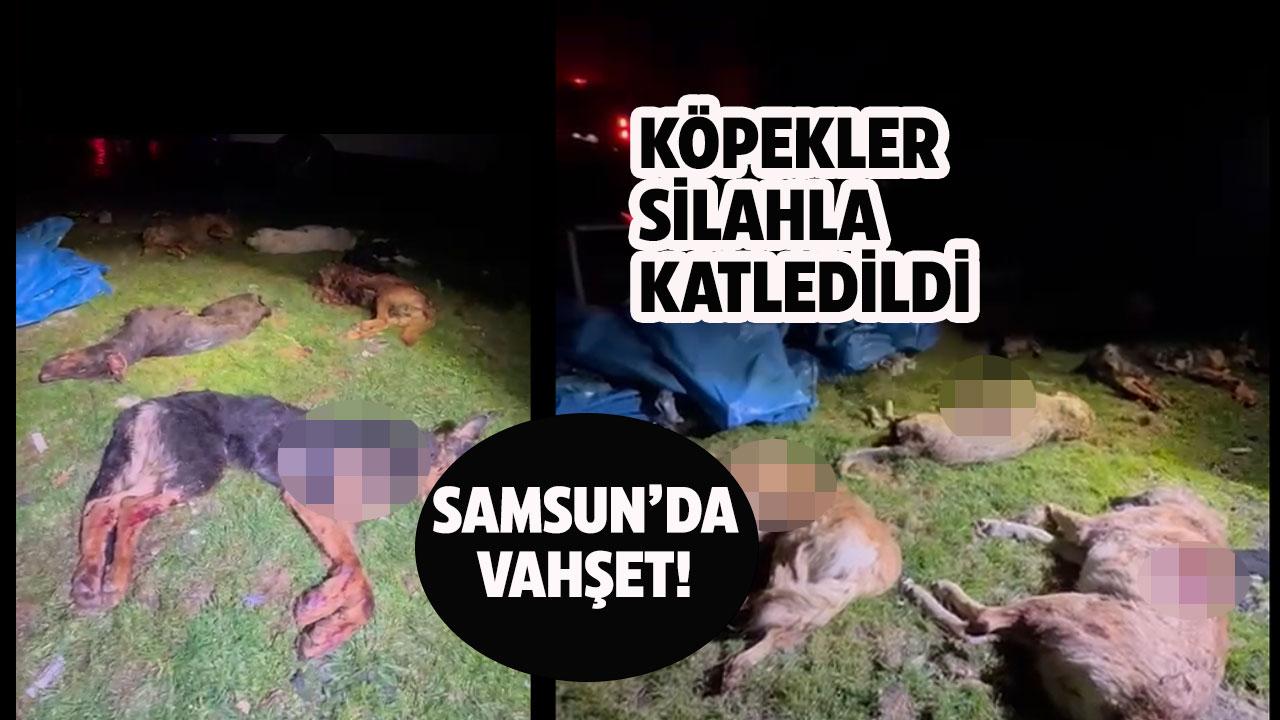 Samsun'da köpek katliamı! Köpekleri kurşuna dizdiler