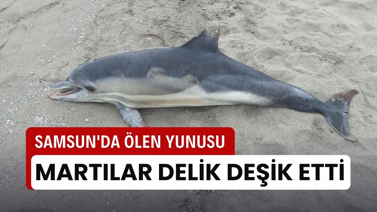 Samsun'da ölen yunusu martılar delik deşik etmiş