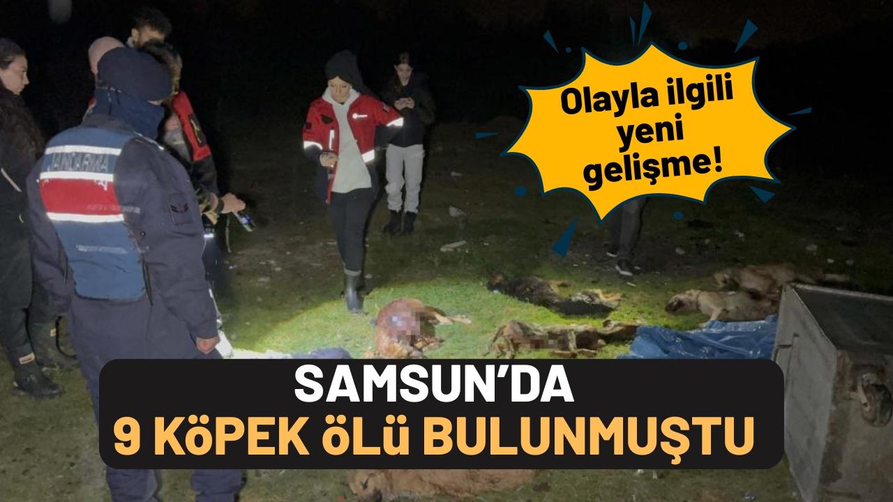 Samsun'da ölü bulunan 9 köpekten alınan doku örnekleri teste gönderildi