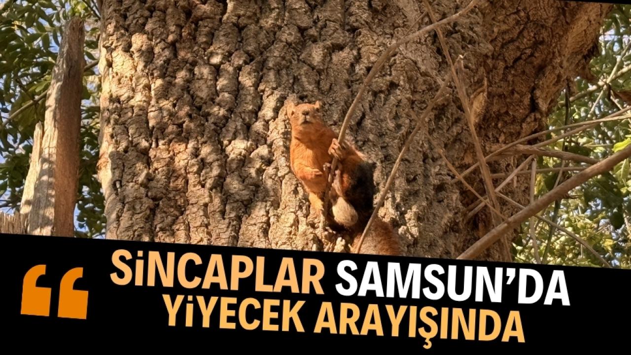 Samsun'da sincap görüntülendi