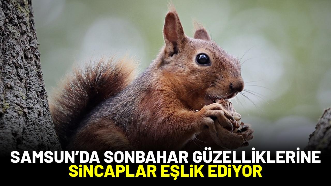 Samsun’da sonbahar güzelliklerine sincaplar eşlik ediyor