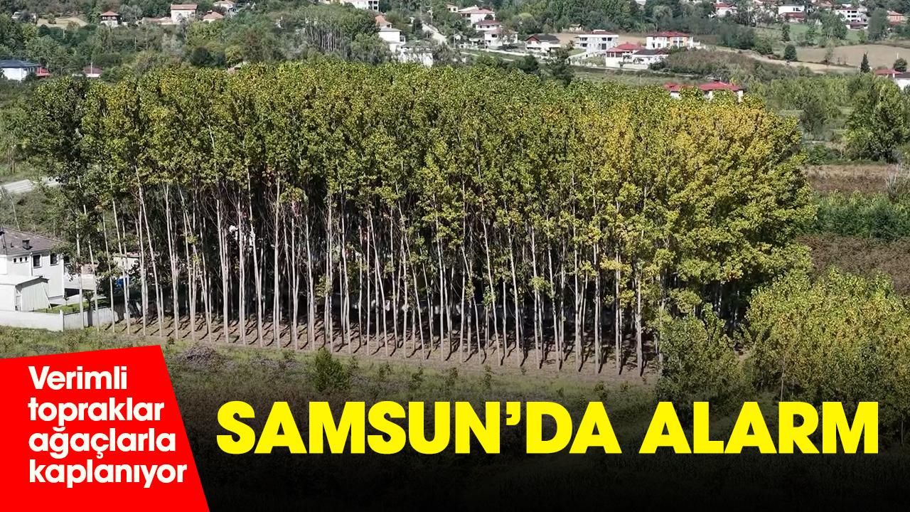 Samsun'da tarım alarm veriyor: Verimli topraklar ağaçlarla kaplanıyor