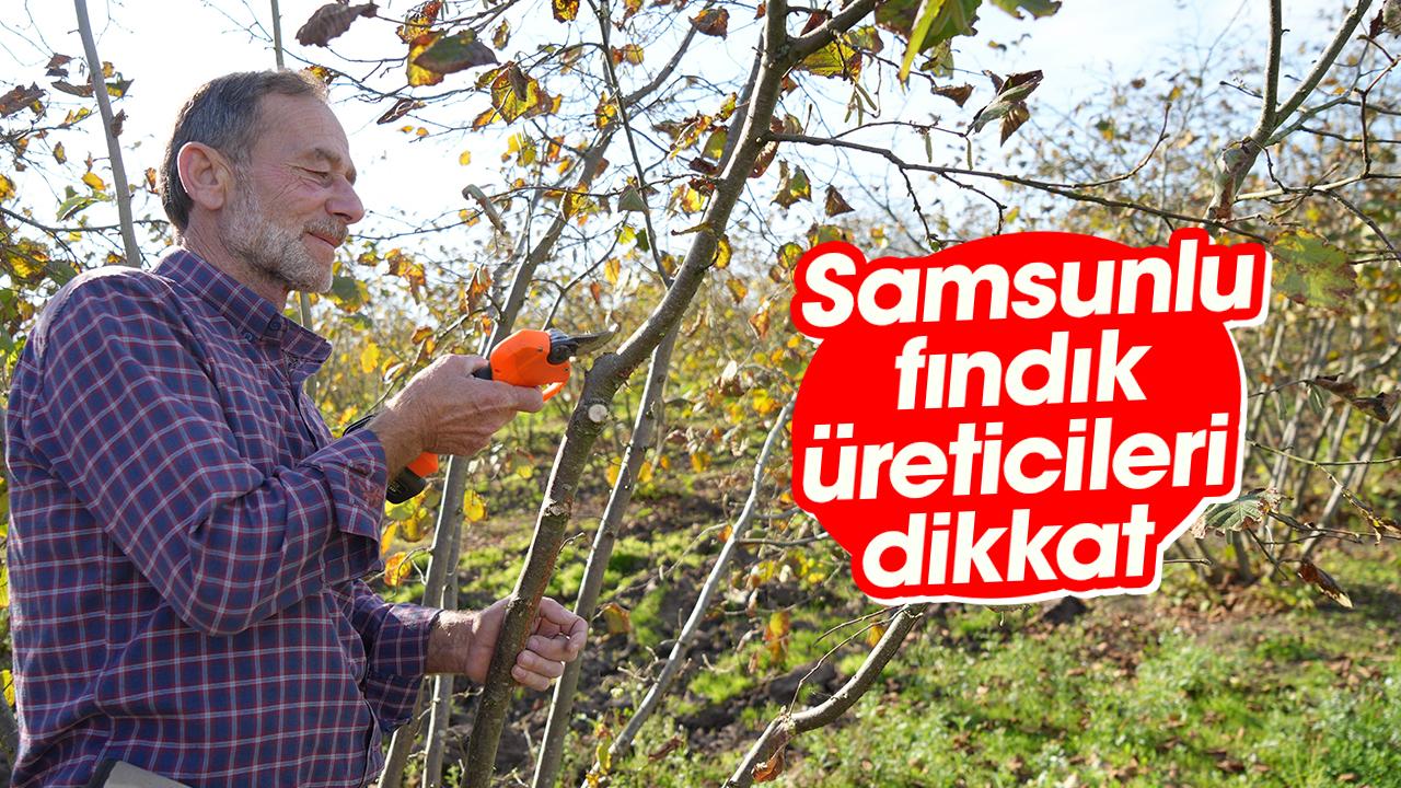 Samsunlu fındık üreticileri dikkat
