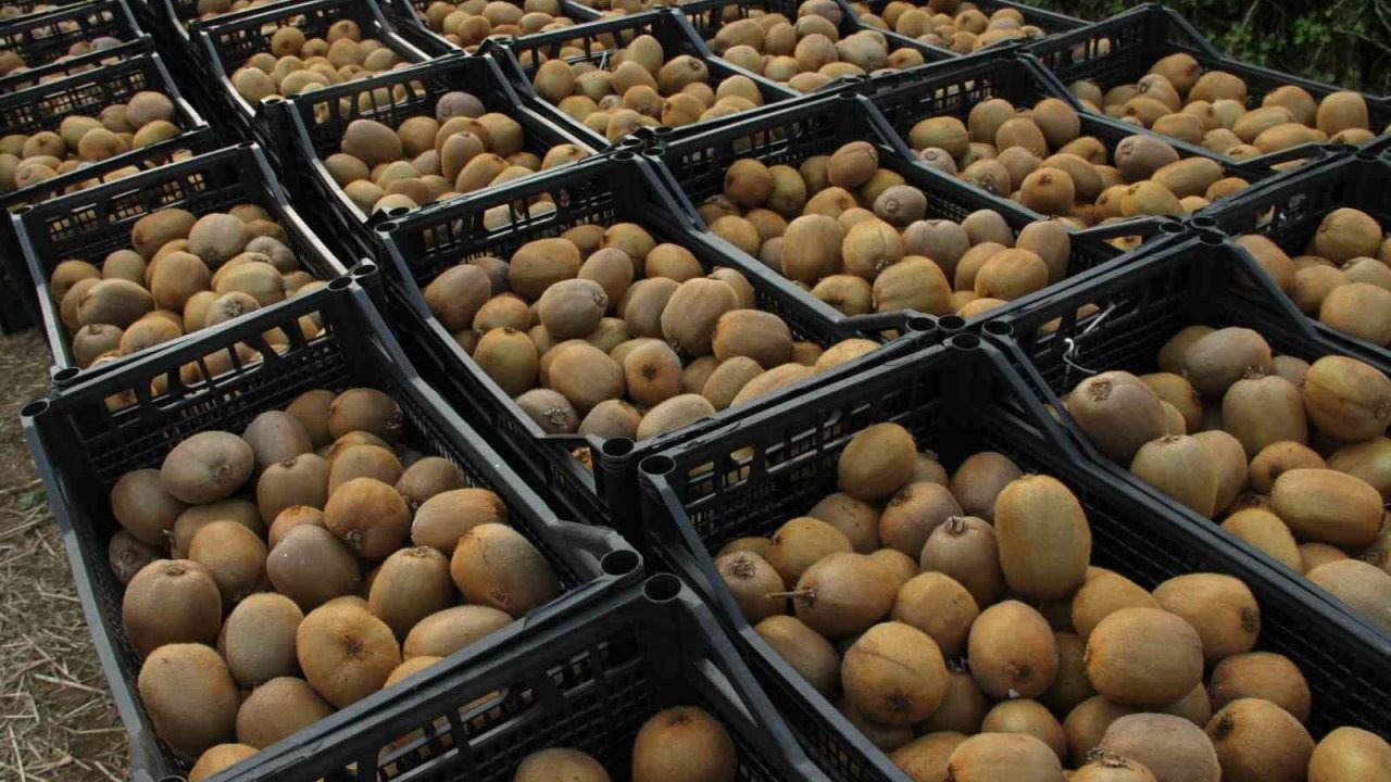 Samsun’uda kivide 13 bin 800 ton hasat yapıldı