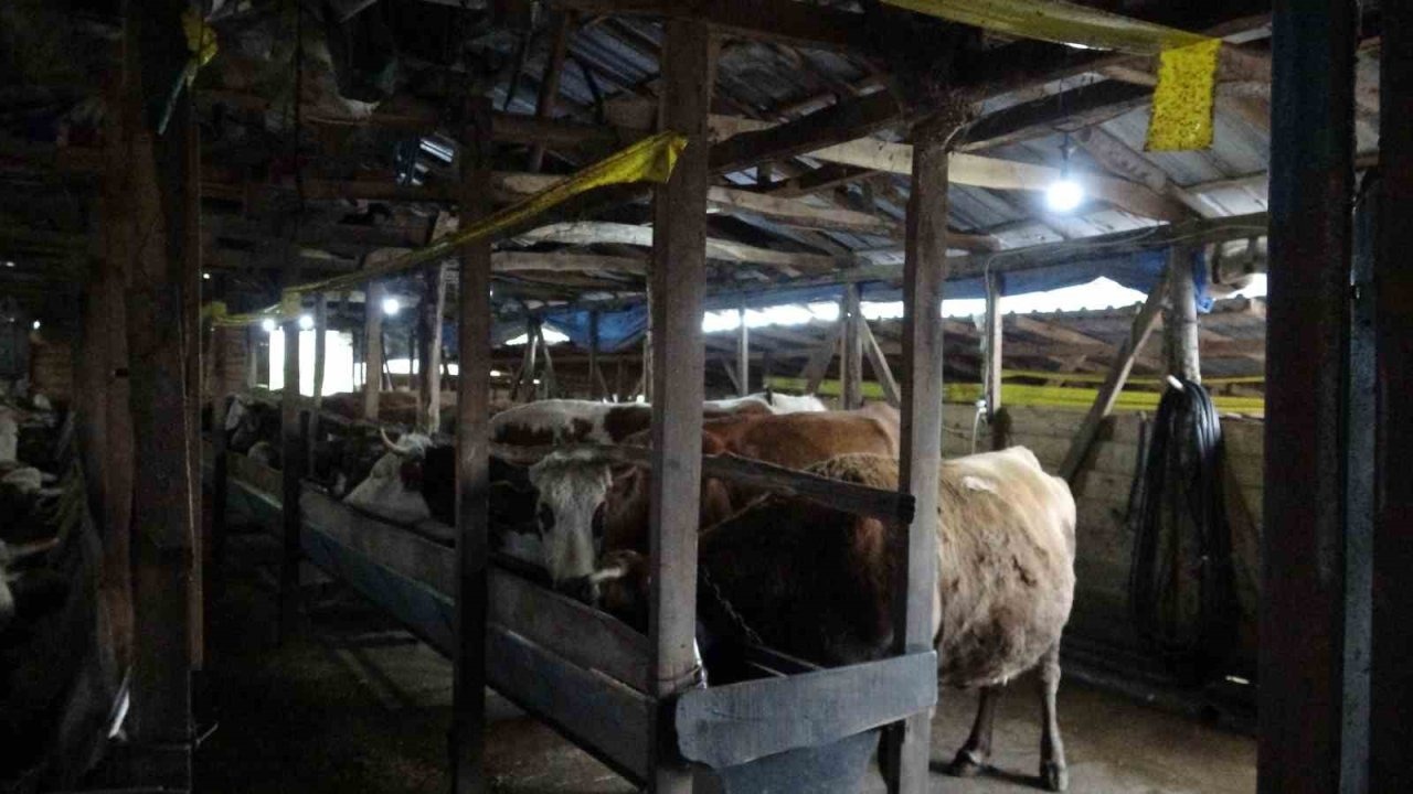 Şap alarmı: 3 köy karantinada, 18 mahalle gözetim altında