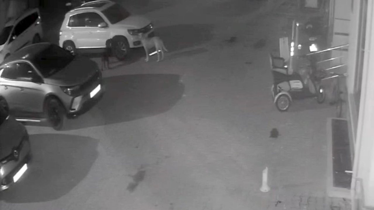 Sokak köpekleri park halindeki aracı parçaladı