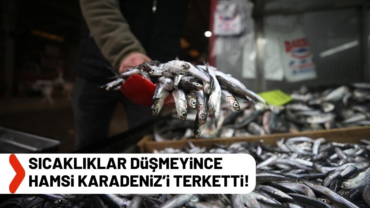 Su sıcaklığının düşmediği Karadeniz'de hamsi soğuk sulara yöneldi