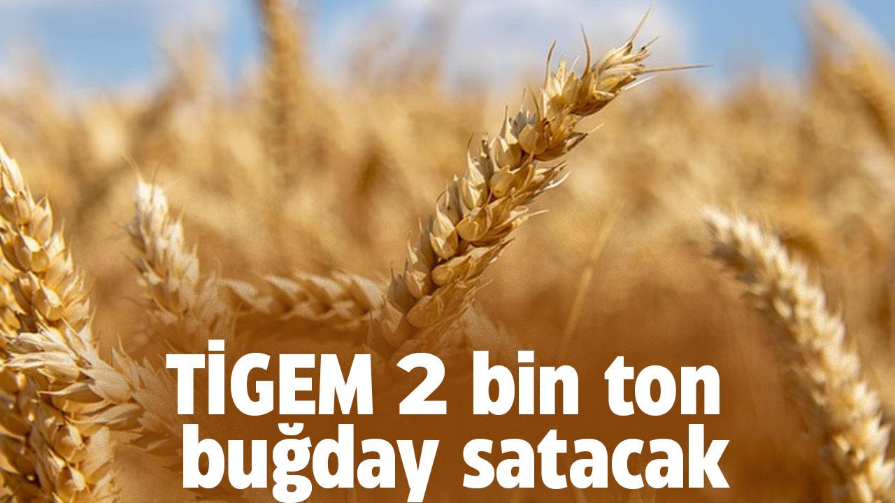 TİGEM duyurdu! 2 bin ton buğday satacak
