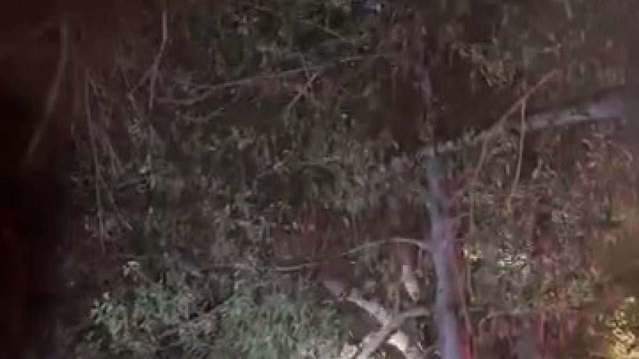 Topunu almak için çıktığı ağaçtan inemeyen çocuğun yardımına itfaiye yetişti