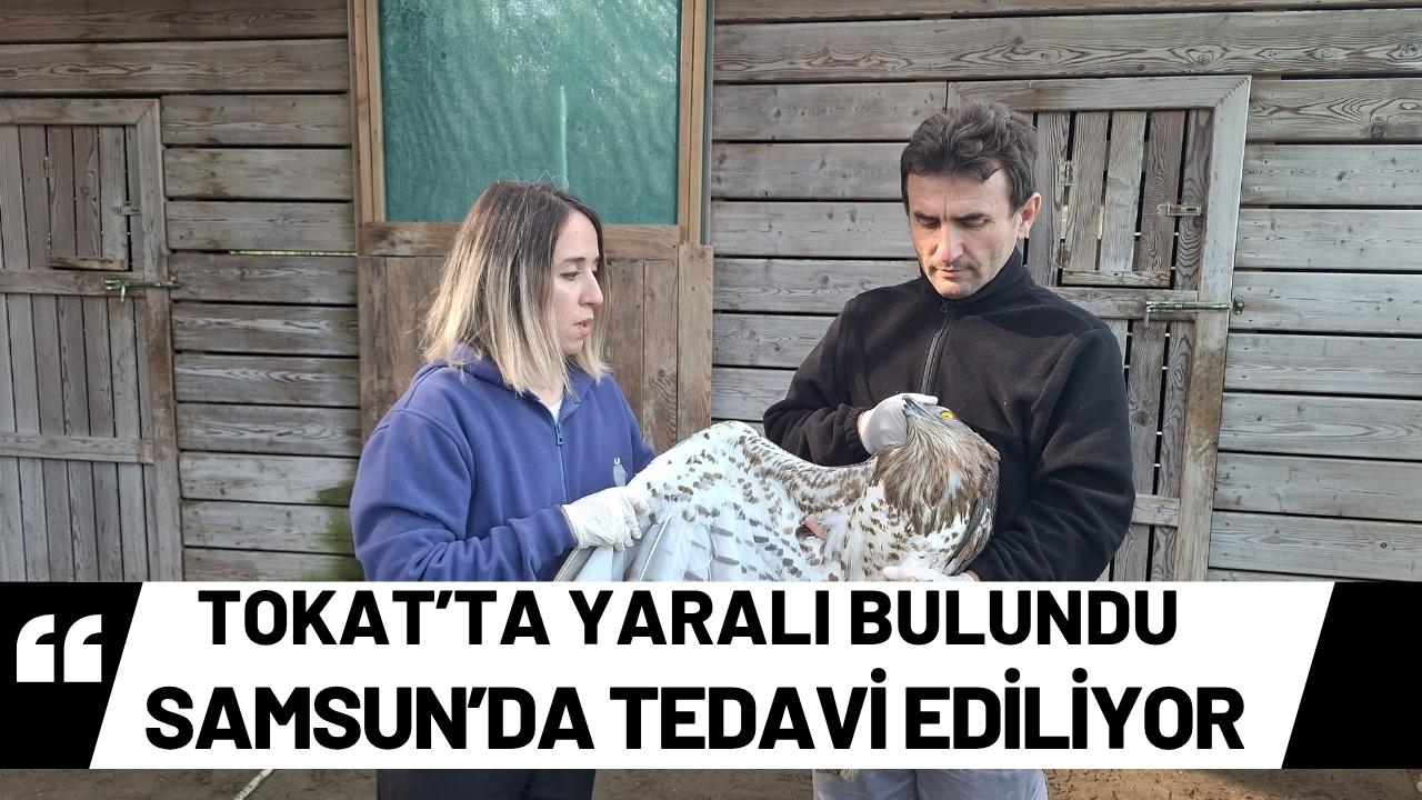 Yaralı yılan kartalı Samsun'da tedavi ediliyor