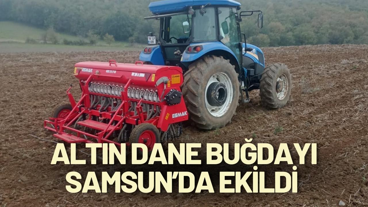 Altın Dane buğdayı Samsun’da ekildi