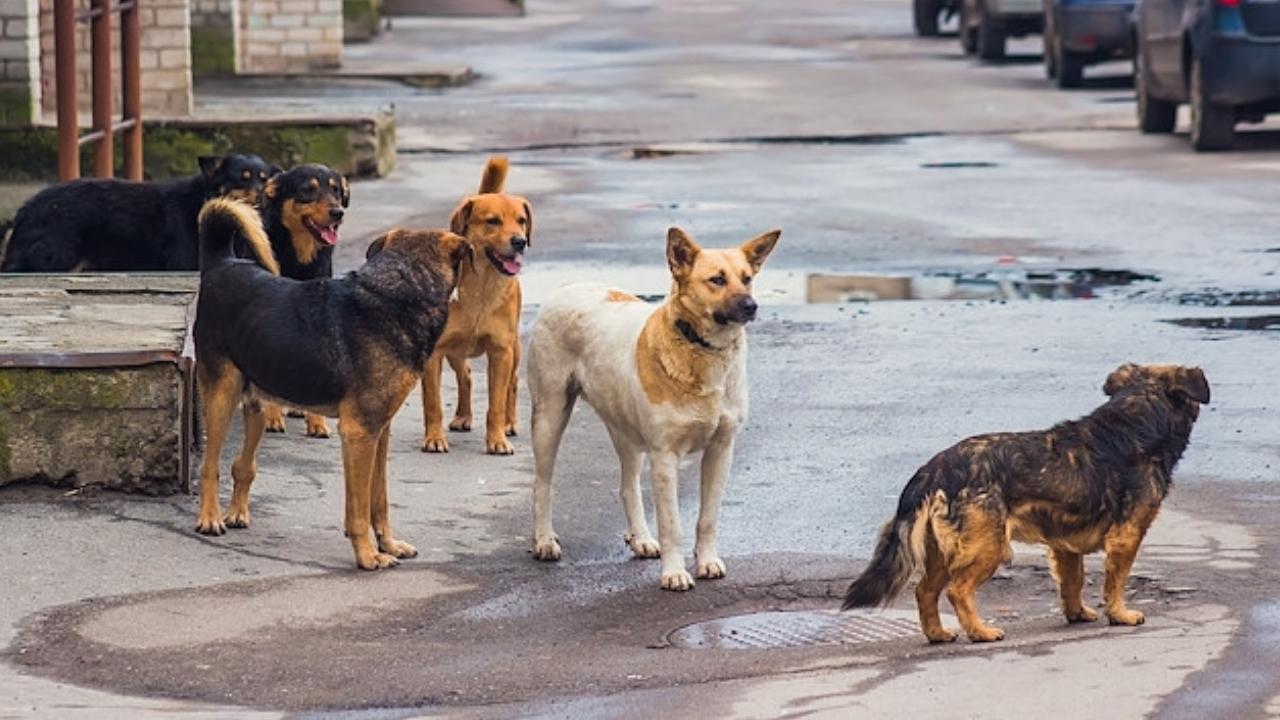AYM'den son dakika sokak köpekleri kararı