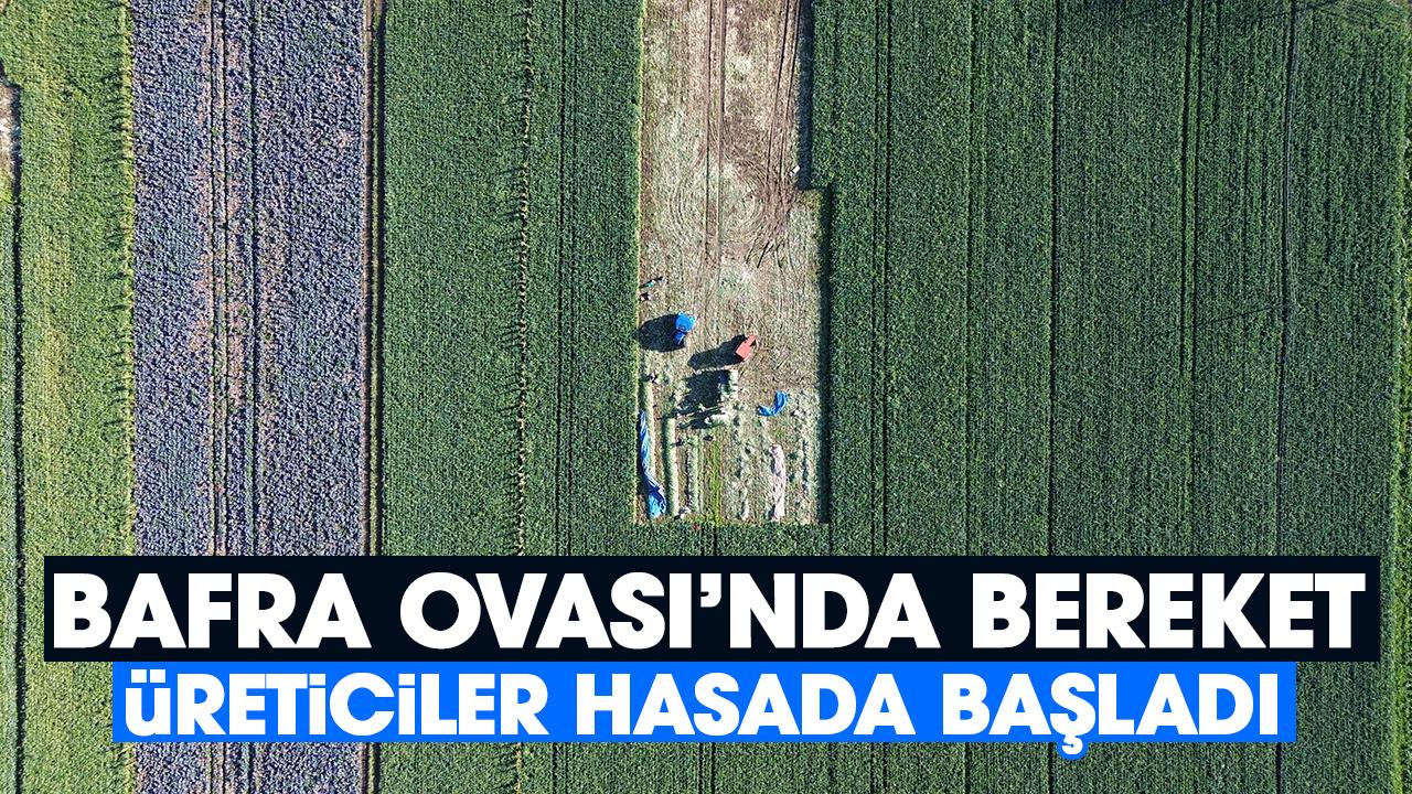 Bafra Ovası’nda bereket: Üreticiler hasada başladı