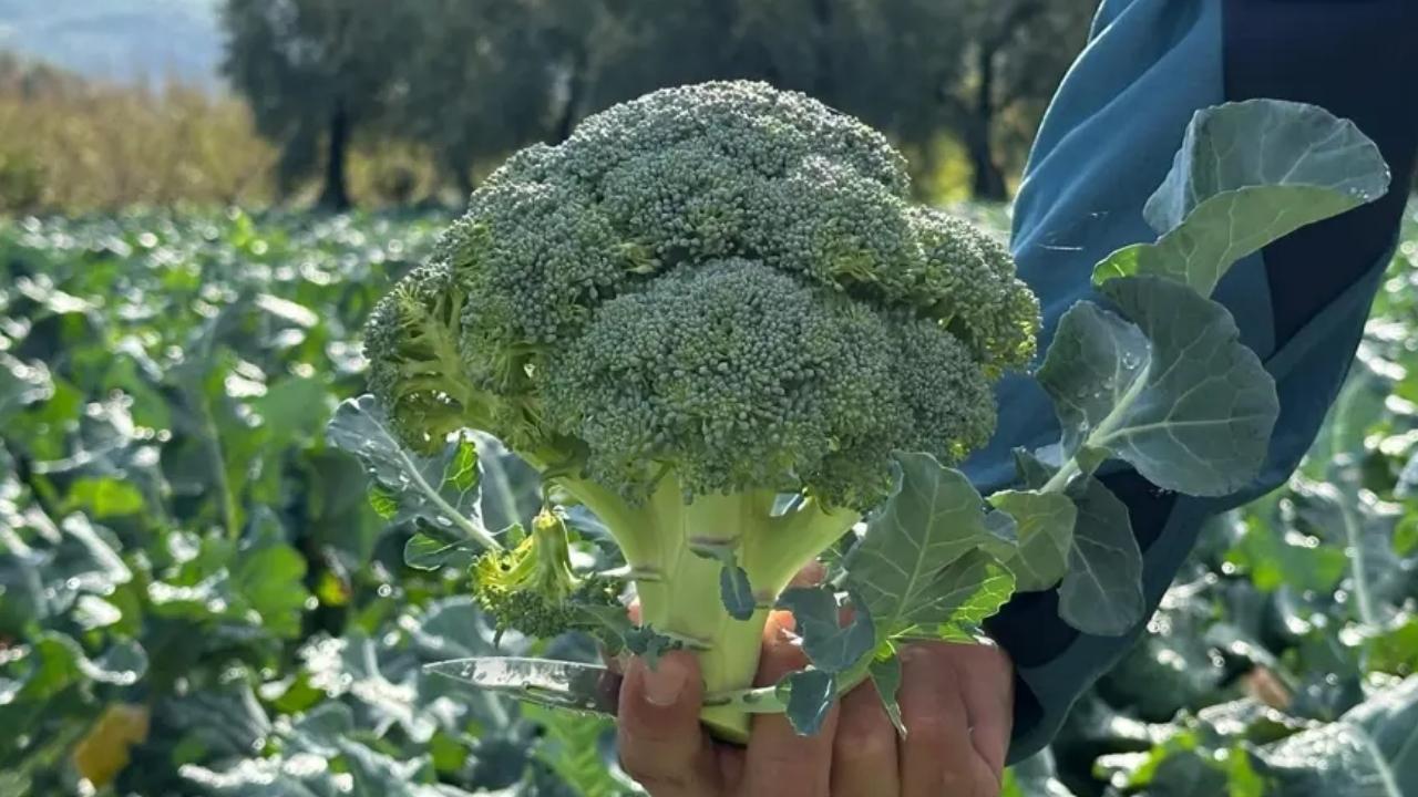Brokolinin fiyatı 7 kat birden artıyor