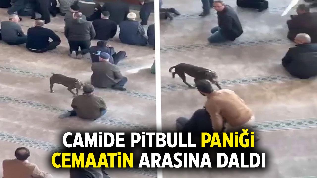 Camide pitbull paniği! Cemaatin arasına daldı
