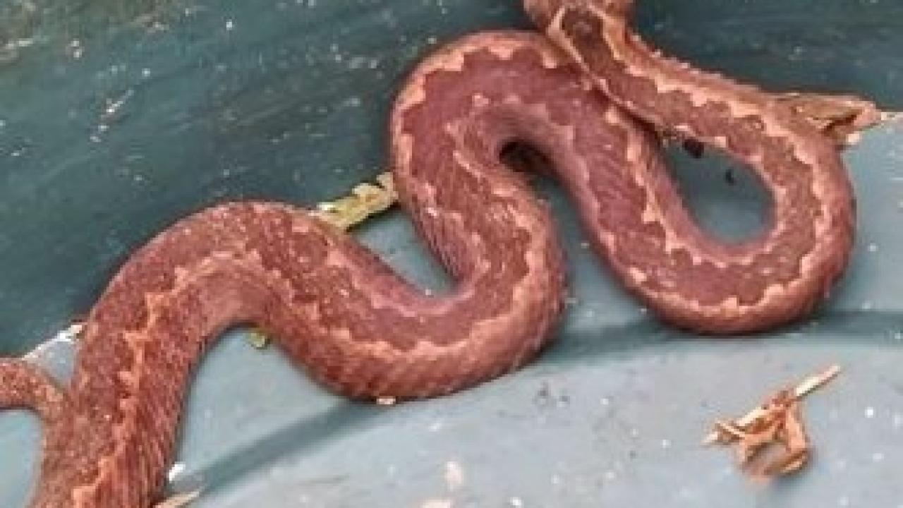 Doğu Karadeniz'de yılanlar uykusuna yatmadı