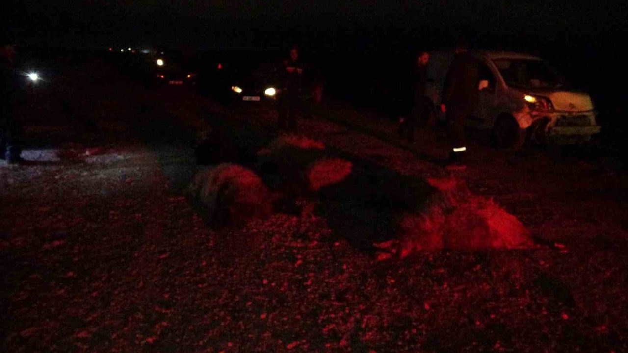 Hafif ticari araç sürüye daldı, 10’dan fazla koyun telef oldu