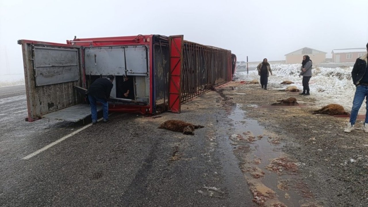 Hayvan yüklü tır devrildi: 10 küçükbaş telef oldu