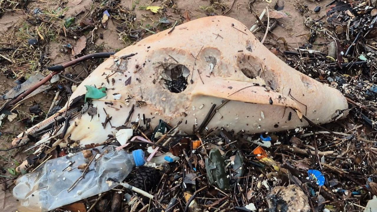 Karadeniz'de ölü yunusun kalıntıları sahile vurdu