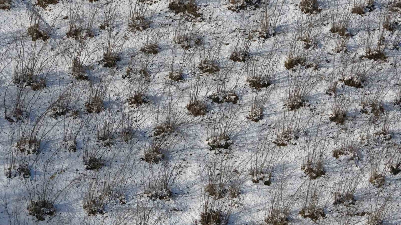 Karadeniz’deki kar yağışı, fındığa yaradı