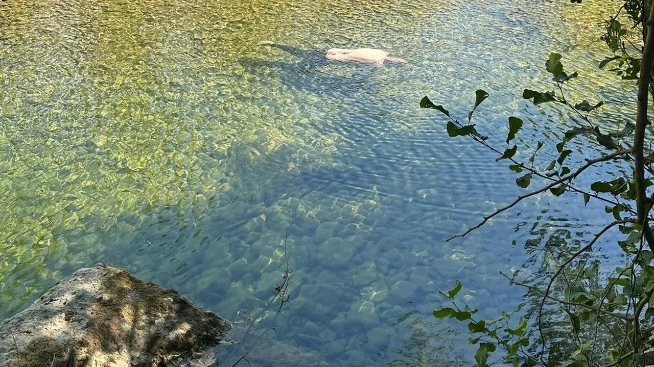Kayıp olarak aranıyordu! 80 yaşındaki Alzheimer hastası dere yatağında ölü bulundu