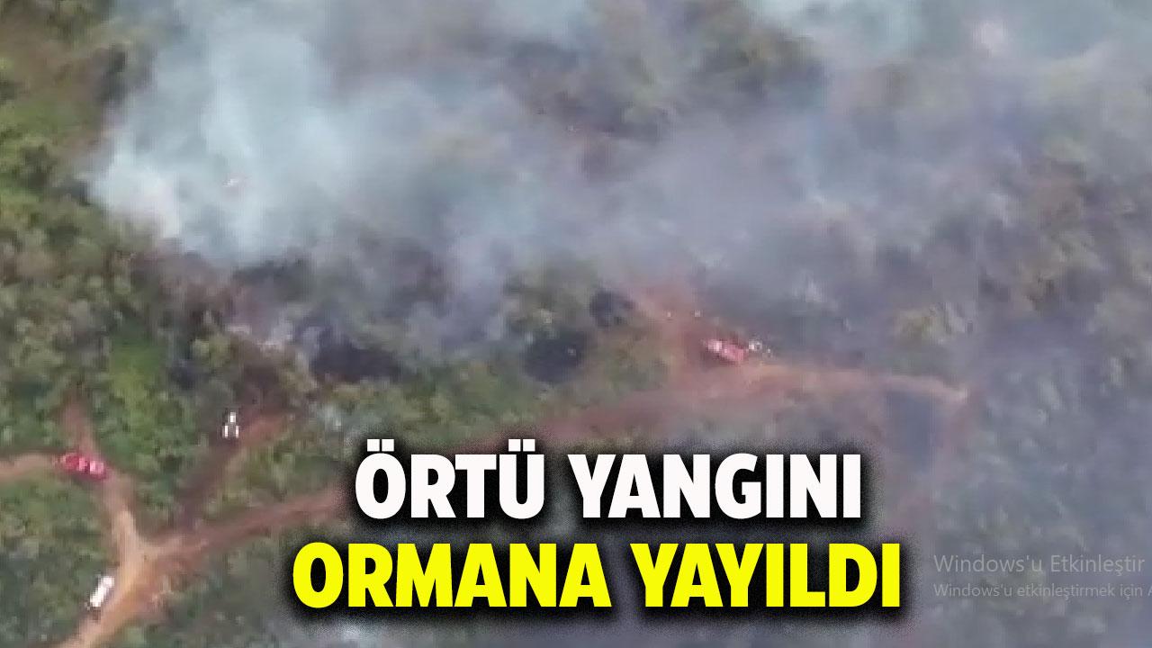 Örtü yangını büyüdü ormana yayıldı