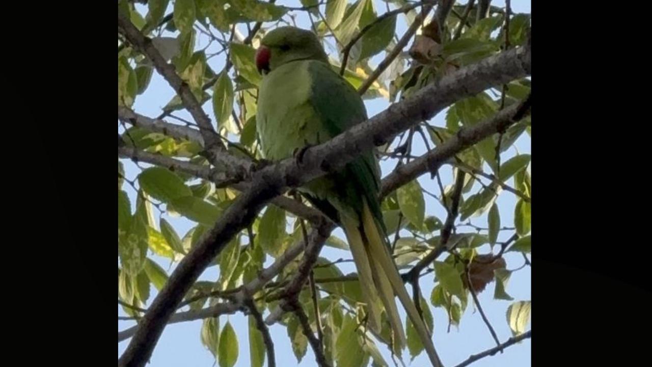 Pakistan papağanları Samsun Adliyesi'ni mesken tuttu