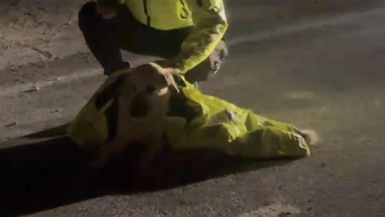 Polisten duygulandıran hareket! Yaralı köpeğin üstünü kendi montuyla örttü