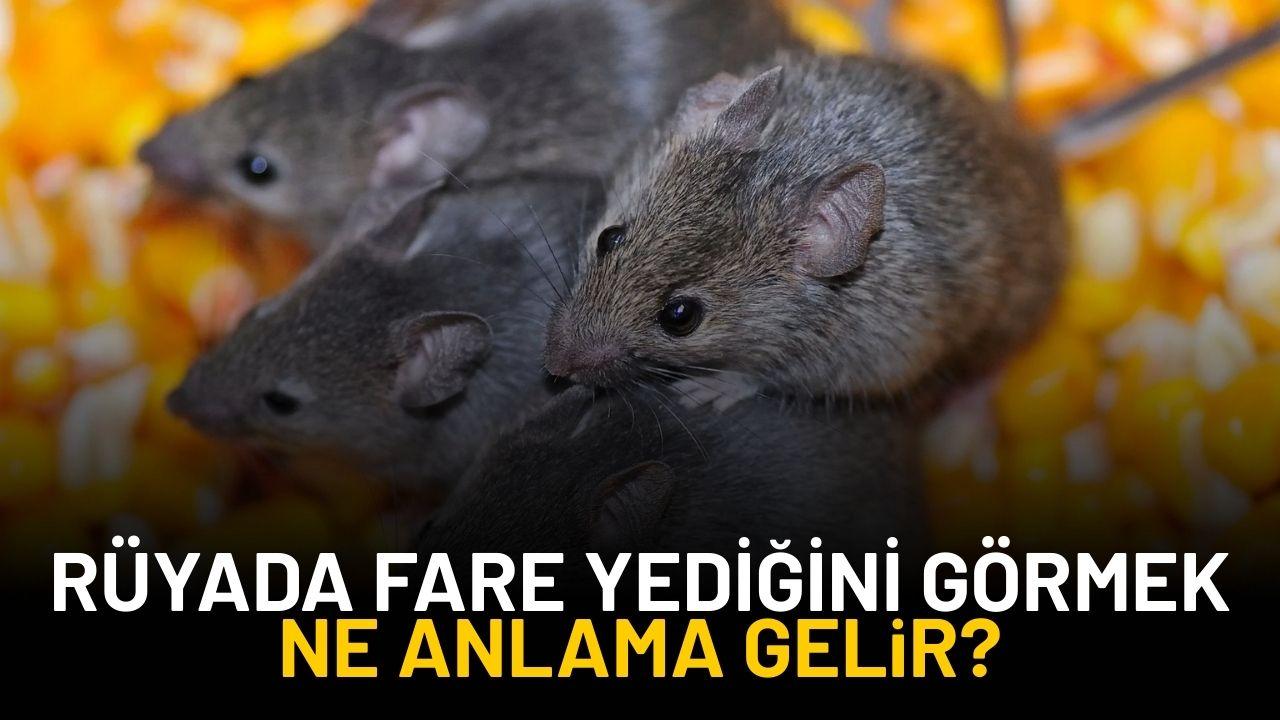 Rüyada fare görmek, rüyada fare yediğini görmek ne anlama gelir?