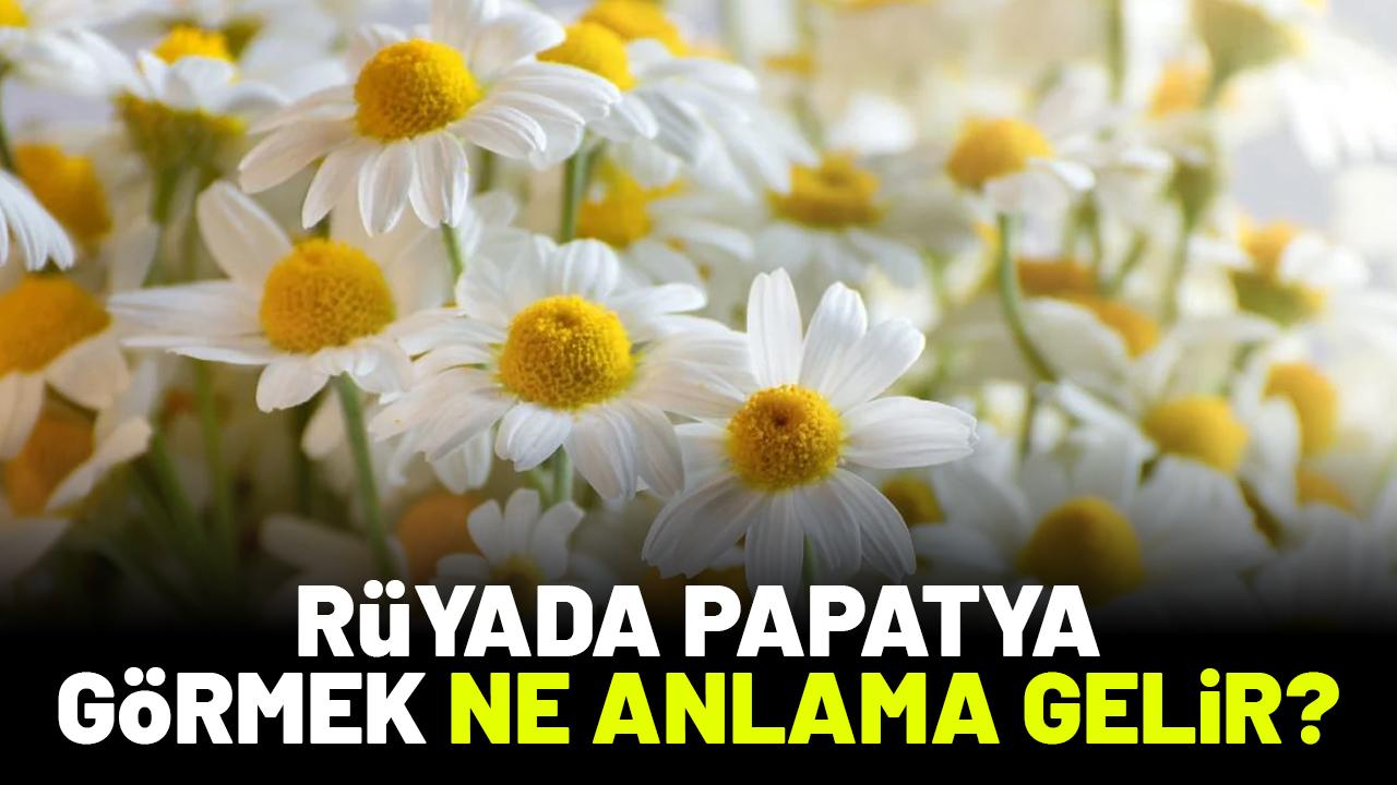 Rüyada papatya görmek ne anlama gelir?