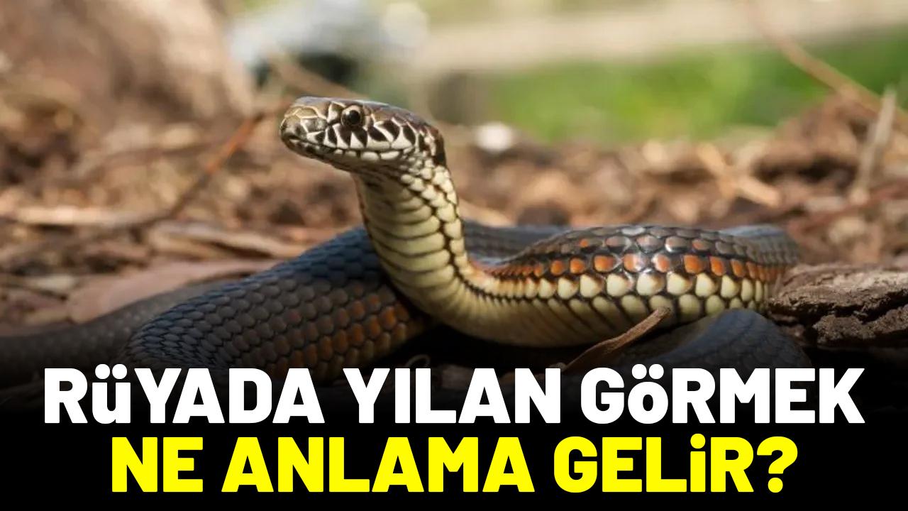 Rüyada yılan görmek ne anlama gelir?