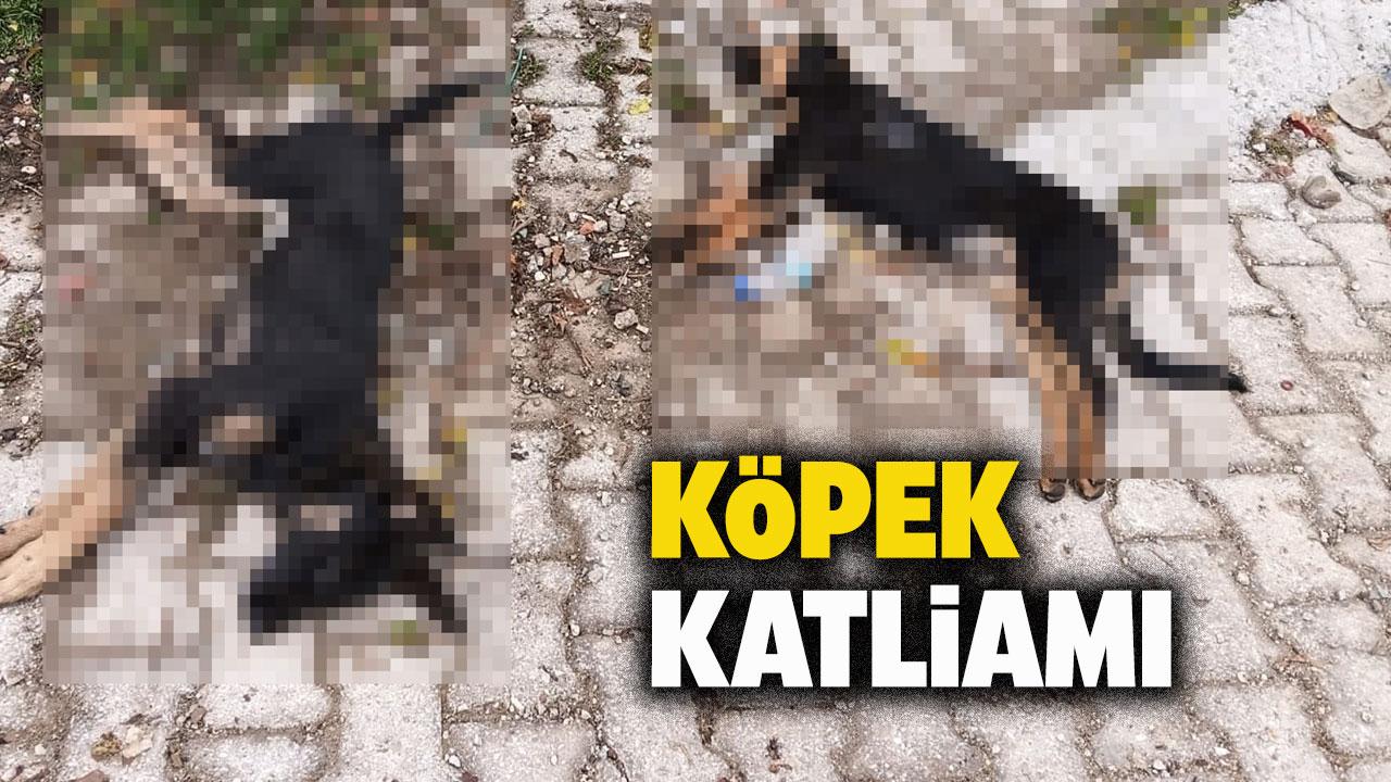 Sahipsiz köpek katliamı! Zehirlenerek öldürüldüler