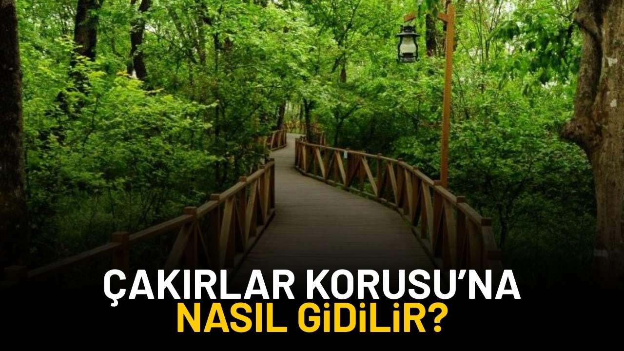Samsun Çakırlar Korusu nerede? Nasıl gidilir?