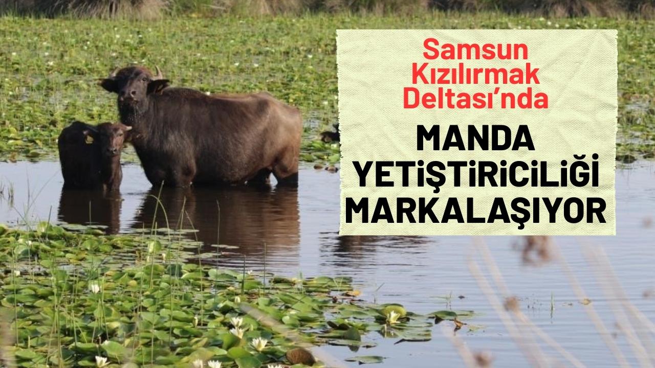 Samsun Kızılırmak Deltası'nda manda yetiştiriciliği markalaşıyor