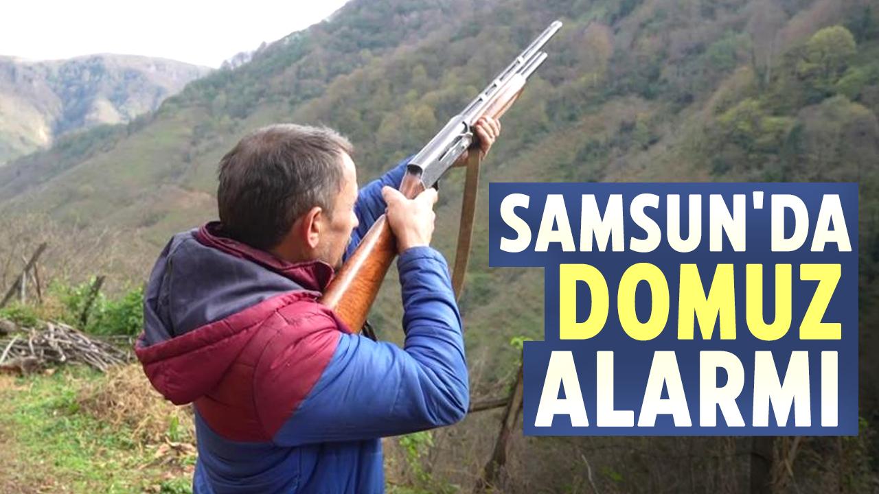 Samsun'da domuz alarmı! Avcılar 'takoz' zorunluluğunun kaldırılmasını istiyor