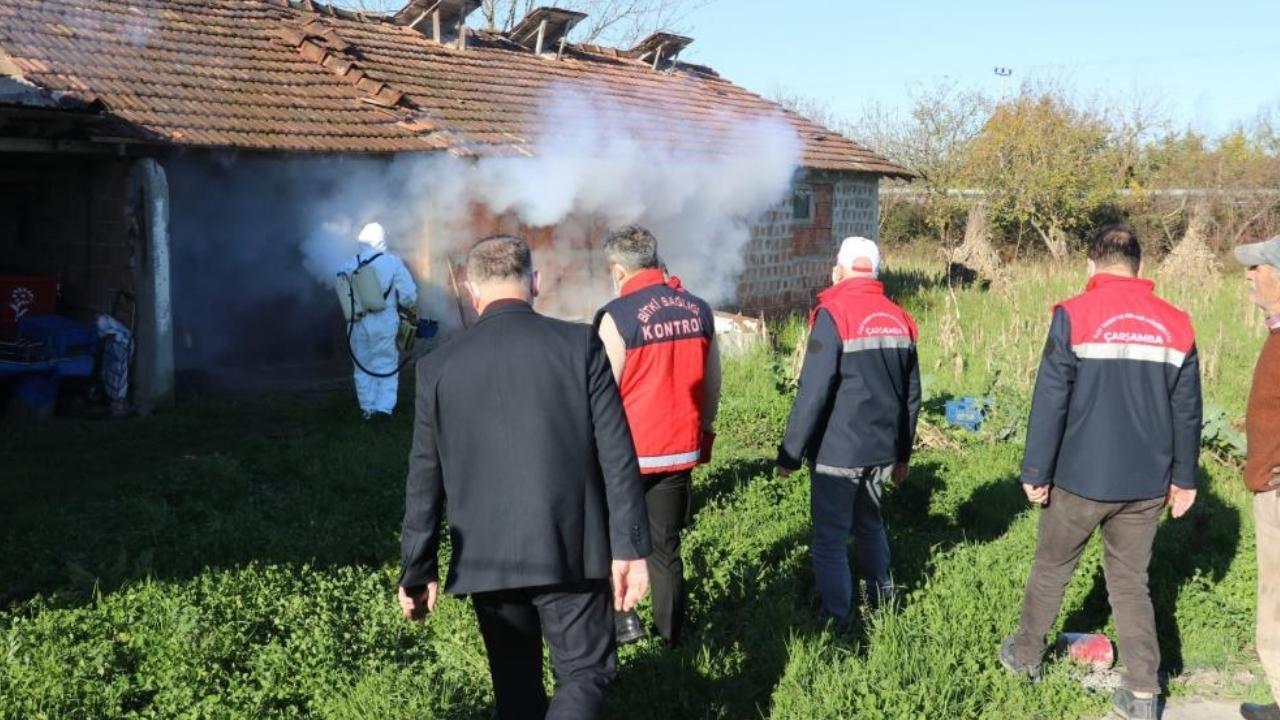 Samsun'da Kahverengi kokarca kışlak mücadelesi sürüyor