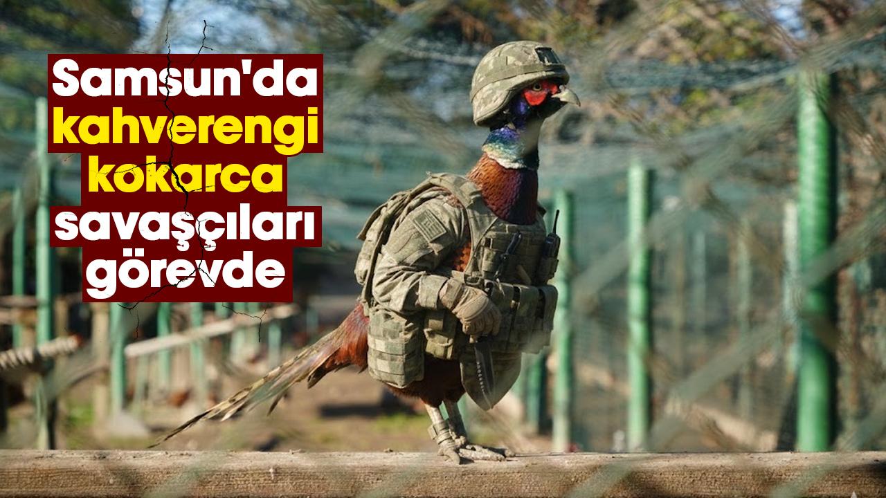 Samsun'da kahverengi kokarca savaşçıları görevde