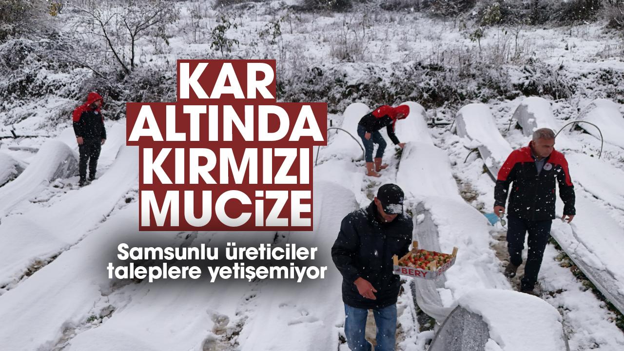 Samsun'da kar altında çilek hasadı yapıldı