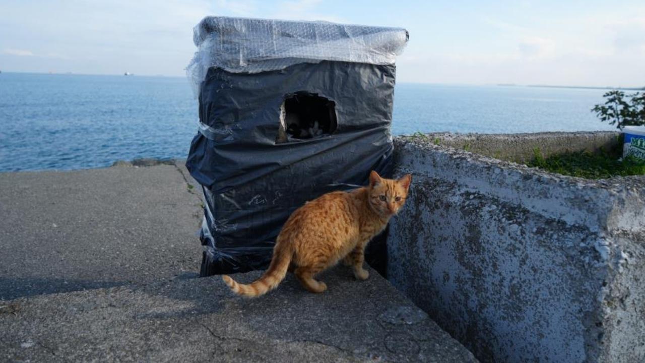 Samsun'da kayalıklar kediler için sıcak yuva oluyor