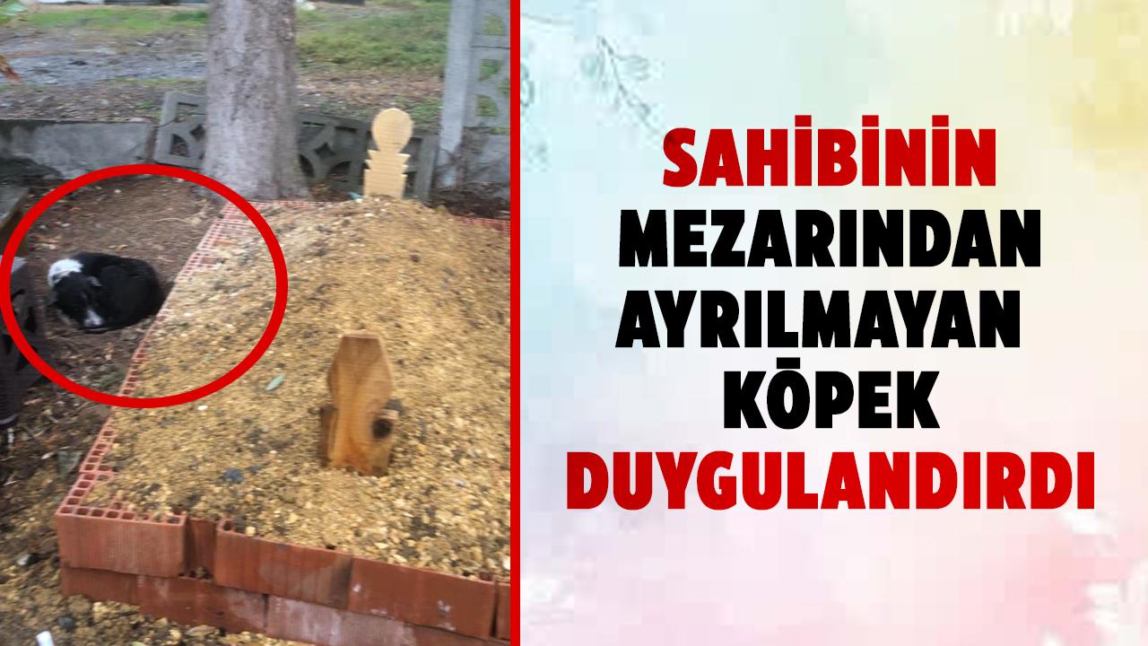 Samsun’'da köpeğin vefası duygulandırdı